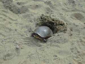Turtle Nesting Survey Pic